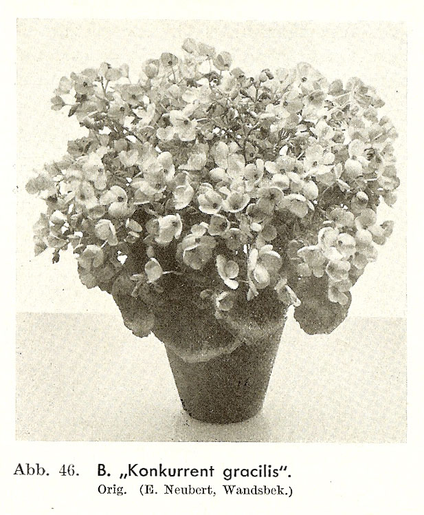 B. ‘Konkurrent Gracilis ’